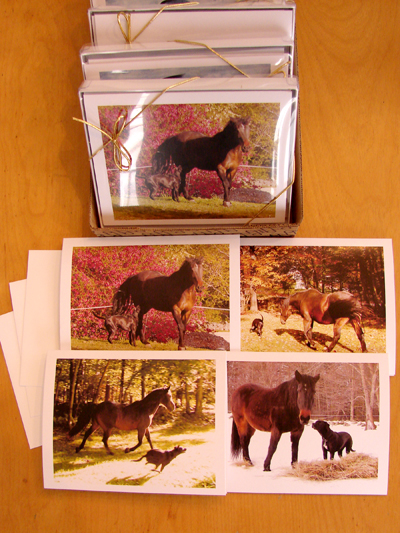 The Weather Horse note cards